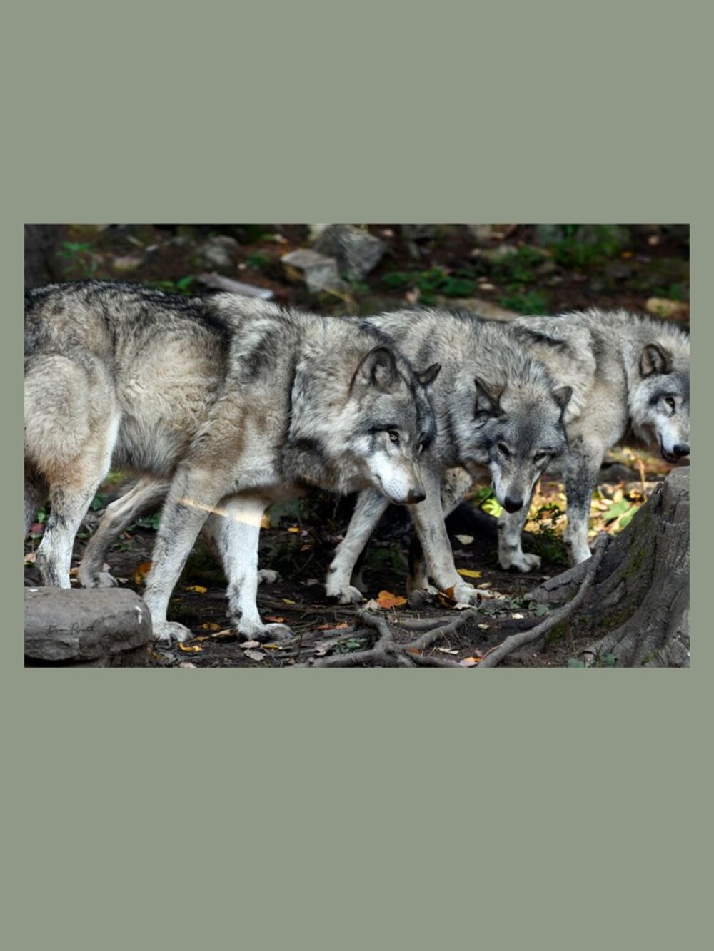 CANVAS - photo of 3 wolves printed on canvas. 8" x 12"